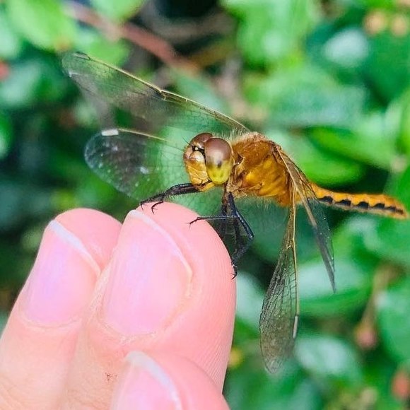 Meet your Posher, Jes - Picture 1 of 1